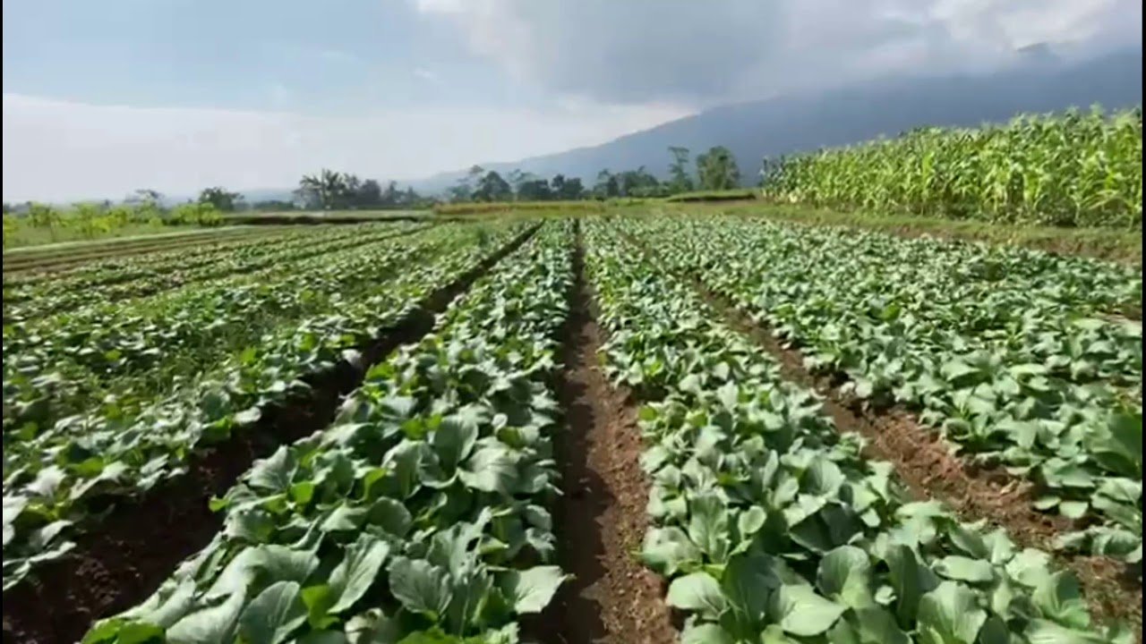 Kebun pangan