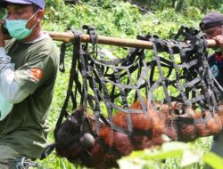 Sepasang Orangutan Dievakuasi dari Kebun Warga di Bakongan