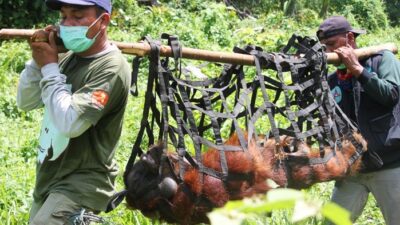 Evakuasi Orangutan