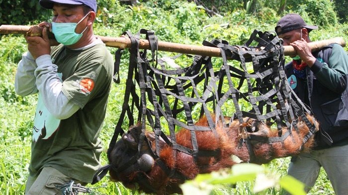 Evakuasi Orangutan