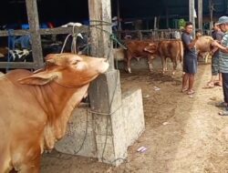 Harga Sapi Kurban Naik Hingga Rp1 Juta Dibanding Tahun Lalu
