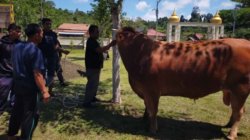 Sapi Kurban