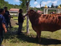 Prabowo Salurkan Sapi Kurban untuk Masyarakat Simeulue