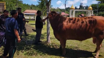 Sapi Kurban
