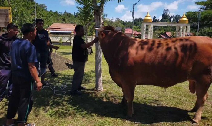 Sapi Kurban
