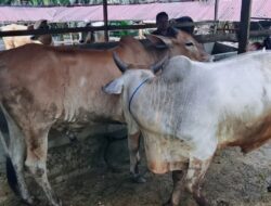 Pengawasan Diperketat, Hewan Kurban di Subulussalam Dipastikan Layak Konsumsi