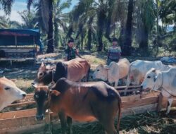 Pastikan Layak Kurban, Babinsa Monitoring Ternak di Kuta Tengah