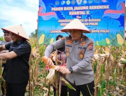 Panen Jagung Serentak di Pidie Jadi Upaya Wujudkan Kemandirian Pangan