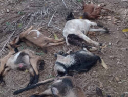 14 Kambing Warga Abdya Mati Diduga Diserang Beruang Madu