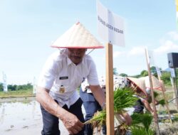 Aceh Besar Gelar Tanam Padi Serempak Brigade Pangan