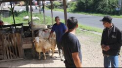 Pesanan Sapi dan Kambing Qurban di Bener Meriah Meningkat