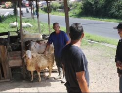 Pesanan Sapi dan Kambing Qurban di Bener Meriah Meningkat