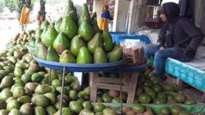 Alpukat Gayo