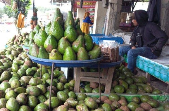 Alpukat Gayo