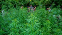 Ladang Ganja