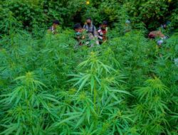Polisi Temukan 2 Hektare Ladang Ganja di Sawang