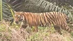 Harimau di Singoh Mulo