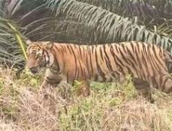 Harimau Berkeliaran di Singoh Mulo, Pemerintah Minta Warga Tak Beraktivitas di Kebun