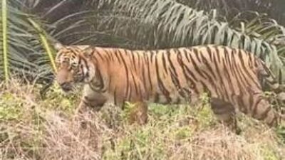 Harimau di Singoh Mulo