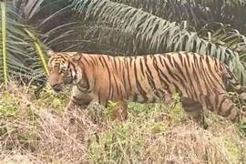 Harimau di Singoh Mulo