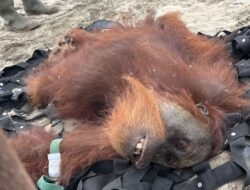 BKSDA Evakuasi Satu Orangutan dari Lahan PT SPS di Nagan Raya