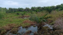 PSR Simeulue