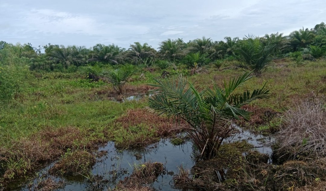 PSR Simeulue