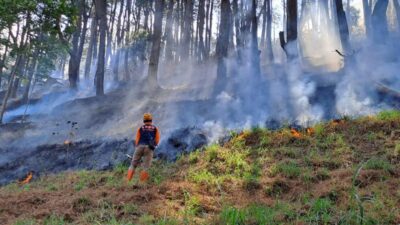 Hutan Pinus Terbakar