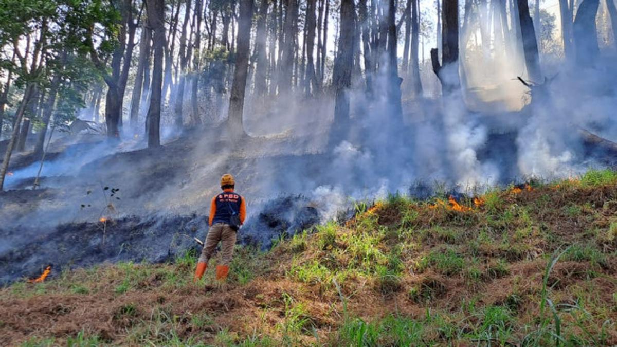 Hutan Pinus Terbakar