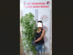 Tanam Ganja di Lahan Perkebunan, Pria di Bener Meriah Diringkus Polisi