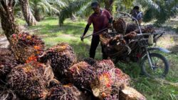 Apkasindo Abdya Soroti Penurunan Harga Sawit, Jauh di Bawah Ketetapan Pemerintah