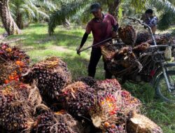 Apkasindo Abdya Soroti Penurunan Harga Sawit, Jauh di Bawah Ketetapan Pemerintah