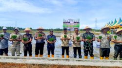 Abdya Mulai Tanam Padi MT Gadu 2026, 80 Persen Lahan Siap Garap