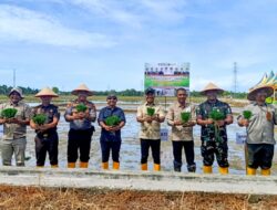 Abdya Mulai Tanam Padi MT Gadu 2026, 80 Persen Lahan Siap Garap