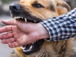 Anjing Liar Mengamuk di Silih Nara, Delapan Warga Jadi Korban