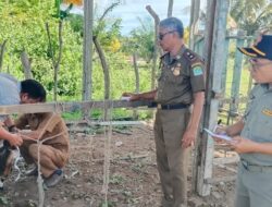 Pemkab Aceh Jaya akan Lelang Ternak Hasil Penertiban 26 Juni