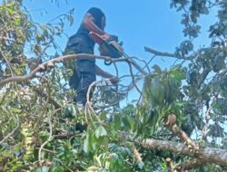 Rumah Warga di Suka Makmur Rusak Tertimpa Pohon Tua