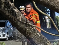 Petugas Bersihkan Pohon Tumbang di Blangbintang, Akses ke Bandara Kembali Lancar