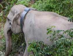 Gajah Liar Akan Dipasangi GPS Collar untuk Mitigasi Konflik Satwa di Aceh Barat