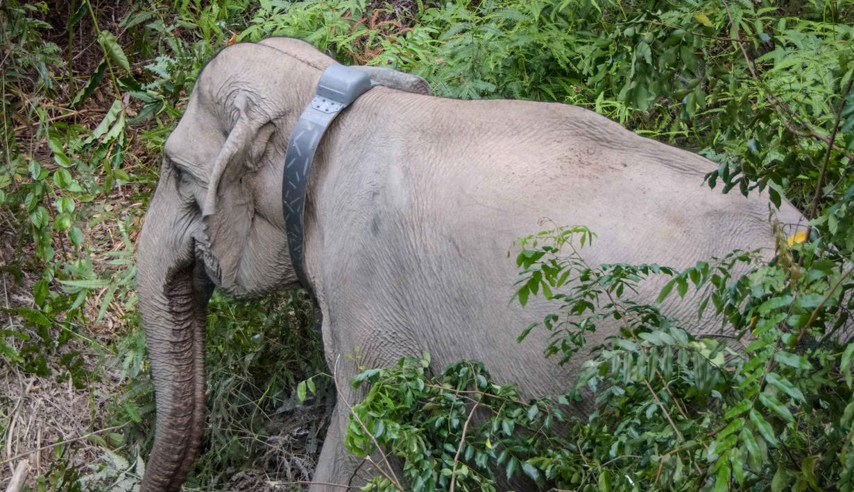 Gajah Liar Akan Dipasangi GPS Collar untuk Mitigasi Konflik Satwa di Aceh Barat