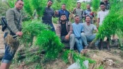 Tanaman Ganja
