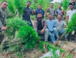 Polisi Temukan Ladang Ganja di Kebun Sawit, Satu Petani Ditangkap
