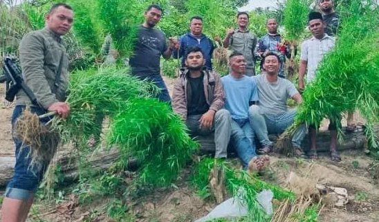 Polisi Temukan Ladang Ganja di Kebun Sawit, Satu Petani Ditangkap