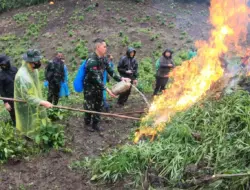 Kodim 0101/KBA Cabut dan Bakar Ladang Ganja Seluas 2,5 Hektar
