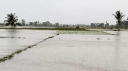 Sawah Manggeng