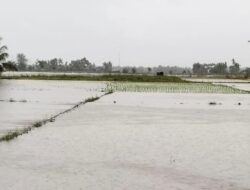 Jaringan Irigasi di Manggeng Jebol, Petani Terancam Gagal Tanam