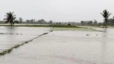 Sawah Manggeng