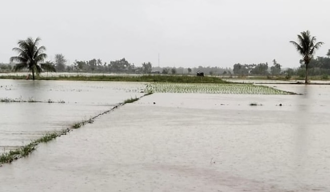 Sawah Manggeng