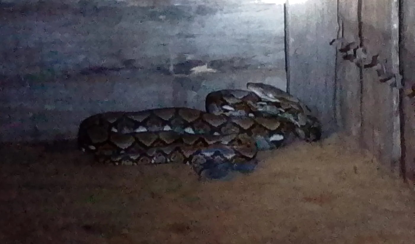 Ular Piton