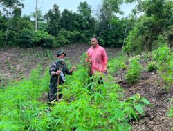 Kodim 0101/KBA Temukan Ladang Ganja 2,5 Hektar di Indrapuri